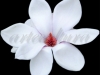 magnolie