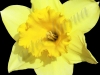 narzisse