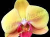 orchidee-gelb