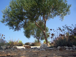 Schon mal unter einem Olivenbaum auf's Meer geschaut und den Möven zugehört?